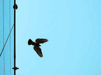 Vogel fliegt über Bürogebäude.