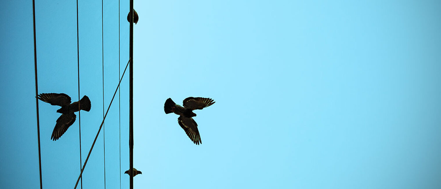 Vogel fliegt über Bürogebäude.