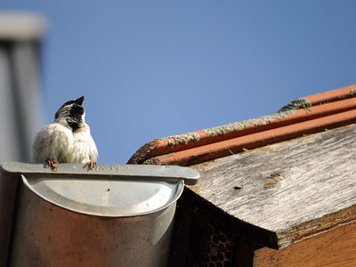 spatz, sperling, vogel, neugierig, Dach, Ziegel, Spalt, Nistplatz, Passer domesticus, Singvogel, Deutschland, Dachrinne