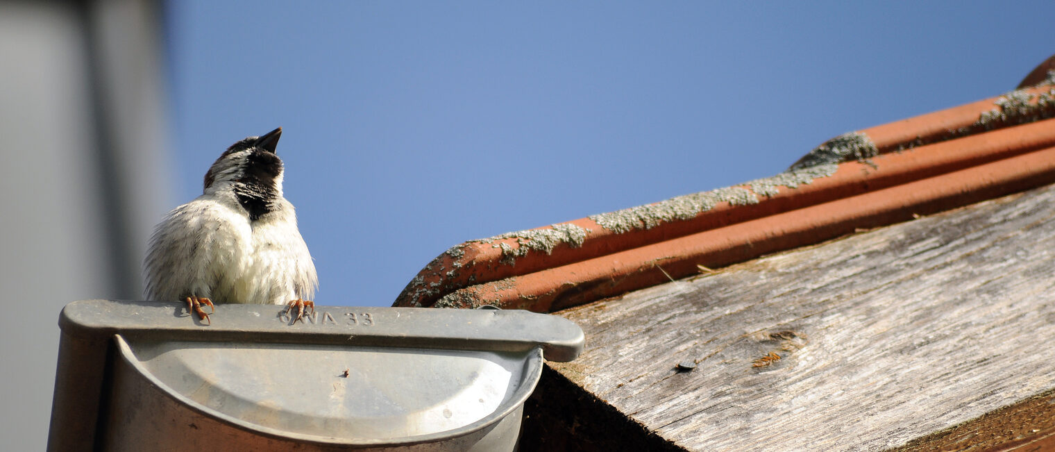 spatz, sperling, vogel, neugierig, Dach, Ziegel, Spalt, Nistplatz, Passer domesticus, Singvogel, Deutschland, Dachrinne